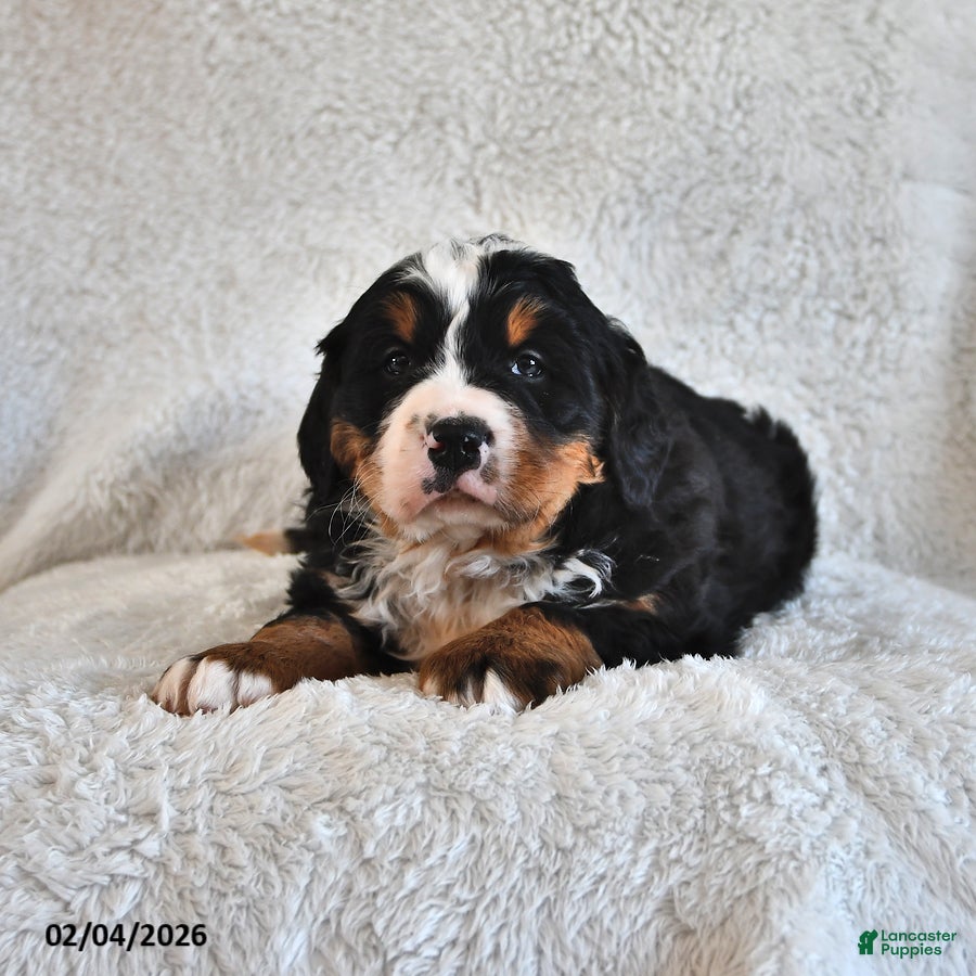 Bernese Mountain Dog dogs Creed - Ad 2