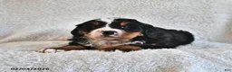 Bernese Mountain Dog dogs for sale: Creed - Ad 2