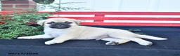 Mixed Breed dogs for sale: Snowball - Ad 4