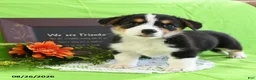Welsh Corgi Pembroke dogs for sale: Christina - Ad 4