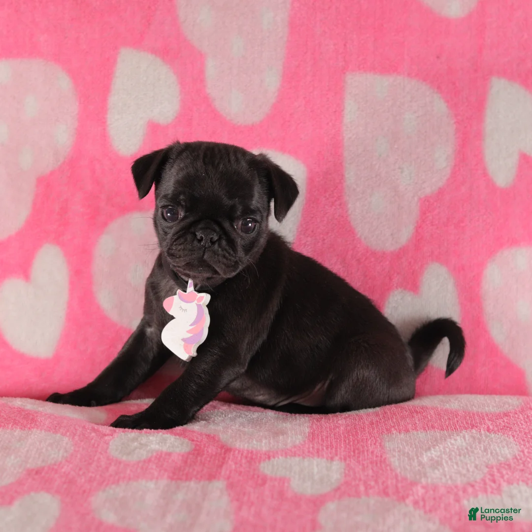 Pug dogs for sale: Lily - Ad 4