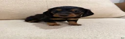 Miniature Dachshund dogs for sale: Miniature Dachshund 1 - Ad 13