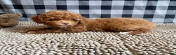 Miniature Poodle dogs for sale: Ned - Ad 10