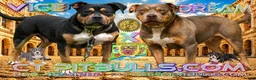 American Bully dogs for sale: ACE - Ad 3