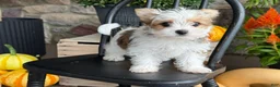 Yorkshire Terrier dogs for sale: Timmy - Ad 9