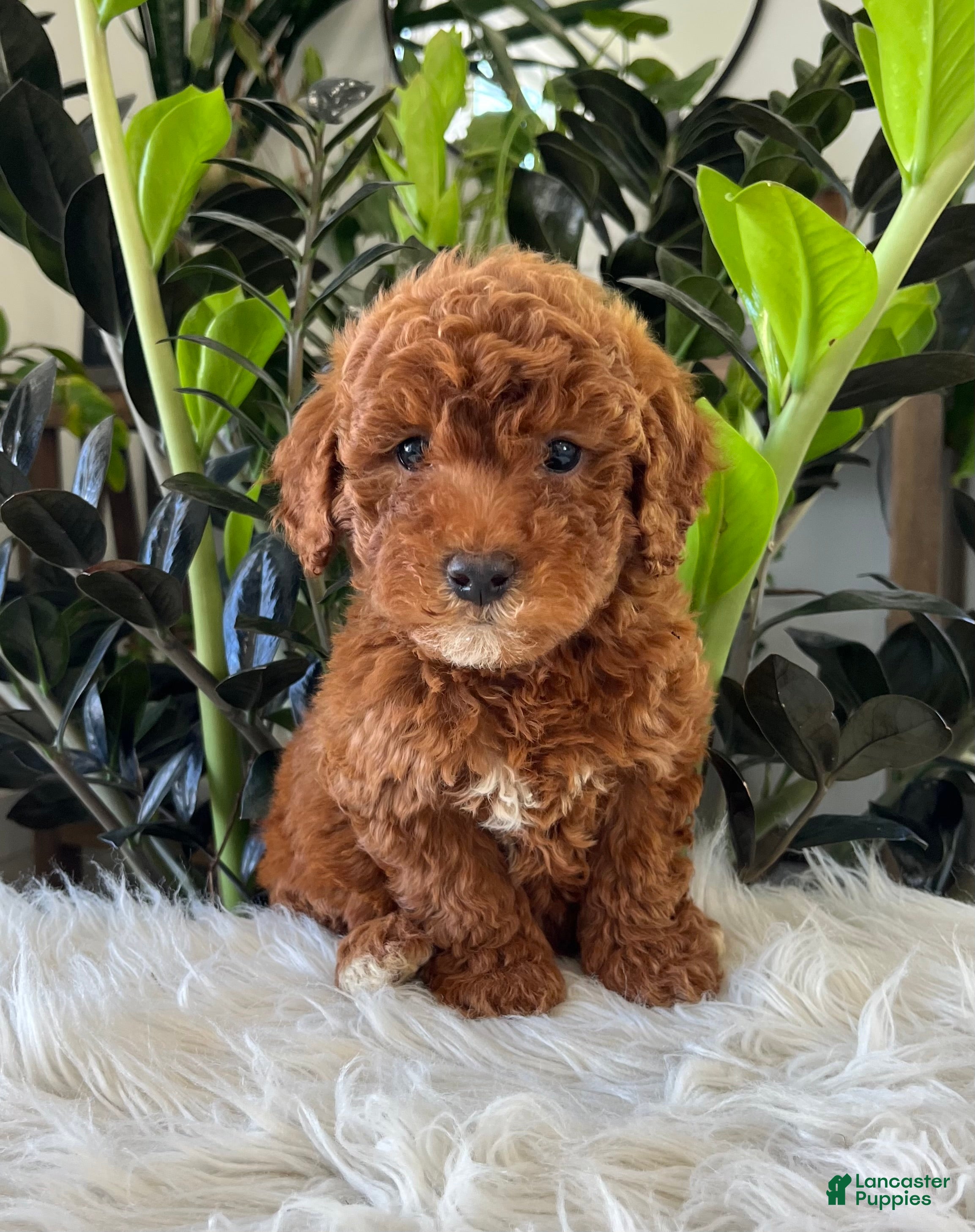 Mini Goldendoodle dogs Tate - Ad 1