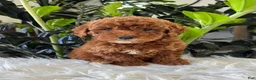 Mini Goldendoodle dogs for sale: Tate - Ad 1