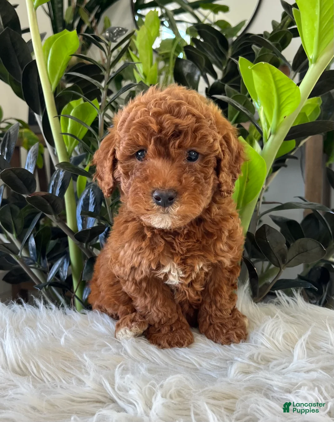 Mini Goldendoodle dogs for sale: Tate - Ad 1