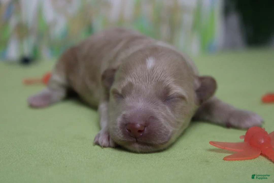 Havapoo dogs for sale: Violet - Ad 2