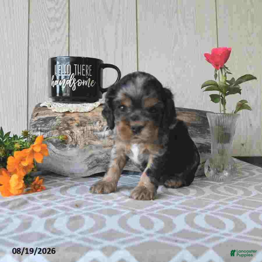 Cocker Spaniel dogs Snickers - Ad 2