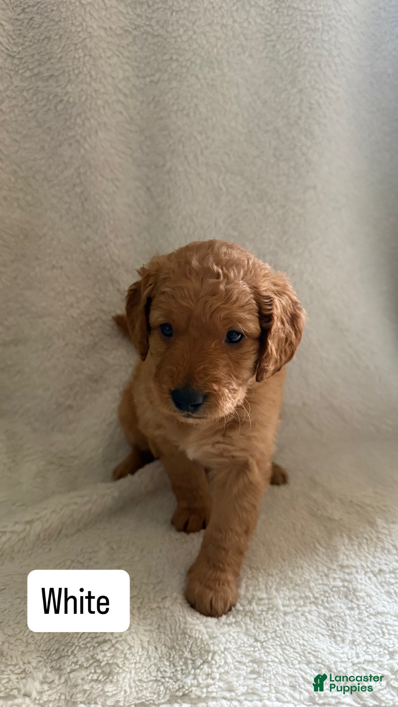 Goldendoodle dogs Gucci - white - Ad 37