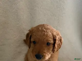 Goldendoodle dogs Gucci - white - Ad 37