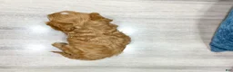 Cavapoo dogs for sale: Blaze - Ad 6
