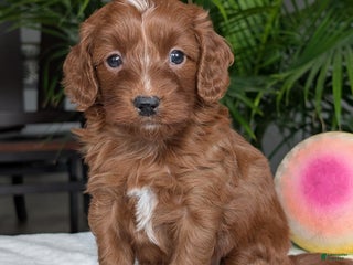 Mini Goldendoodle dogs - Ad 15