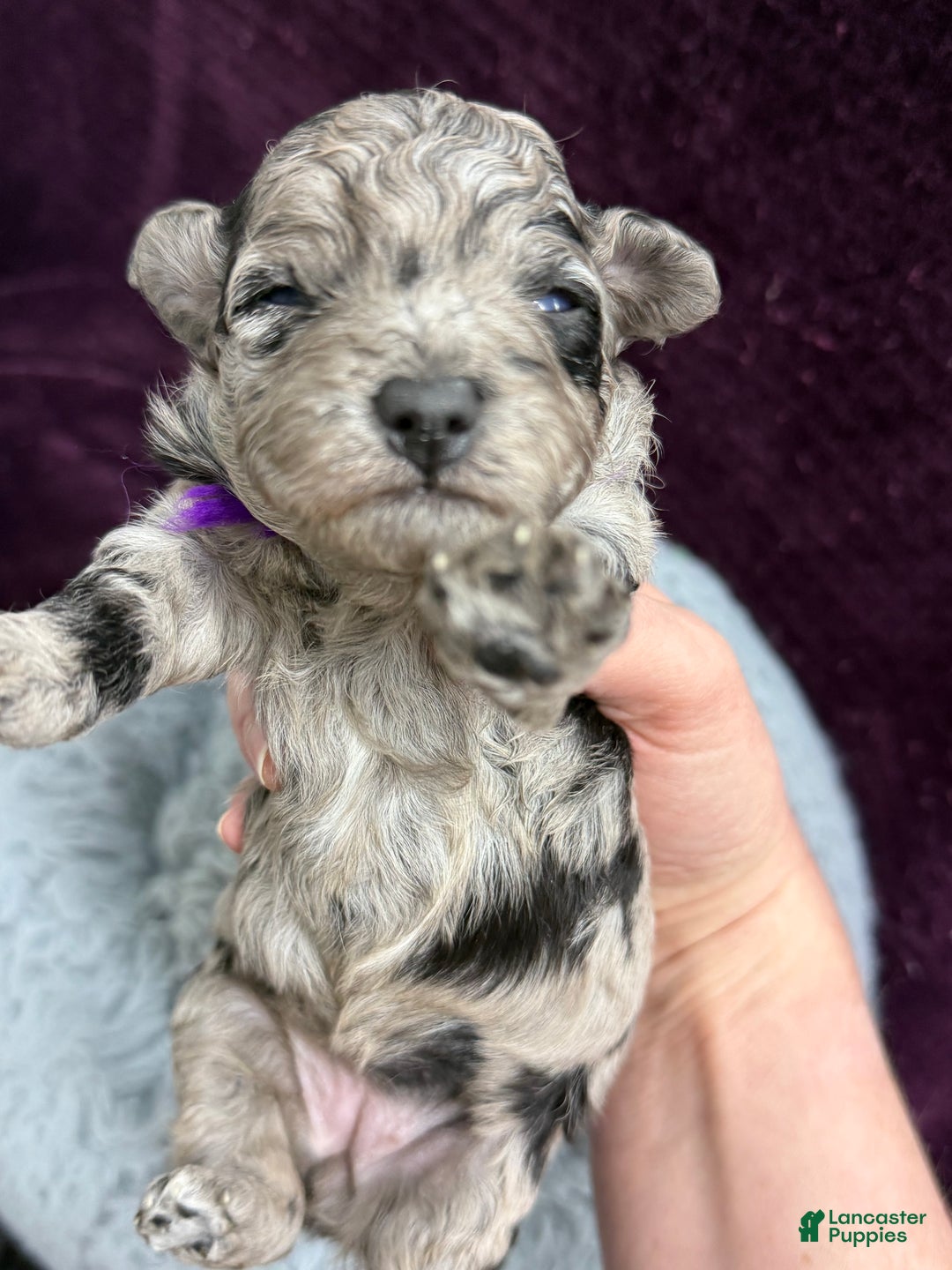 Mini Aussiedoodle dogs for sale: Bambi  - Ad 1