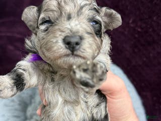 Mini Aussiedoodle dogs Bambi - Ad 11
