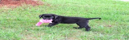 Labrador Retriever dogs for sale: Evangaline - Ad 4