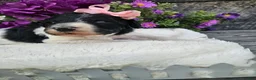 Standard Poodle dogs for sale:  Lacey - Ad 2