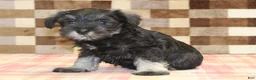 Miniature Schnauzer dogs for sale: Elsa - Ad 4