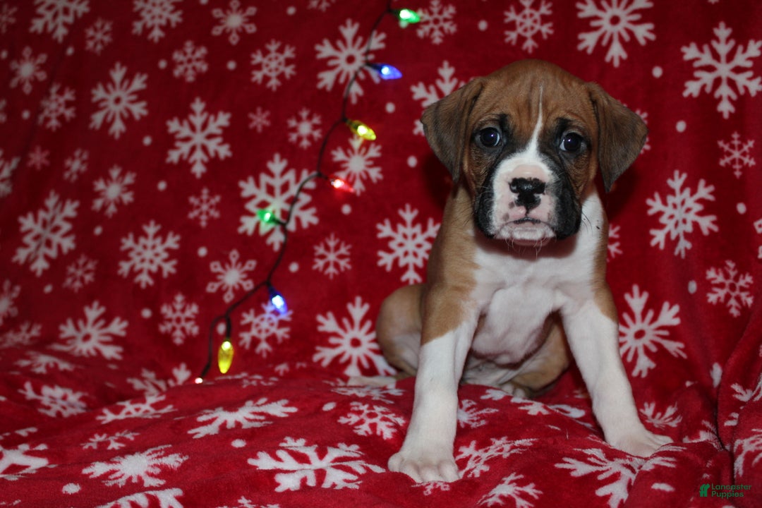 Boxer dogs for sale: Neo - Ad 1