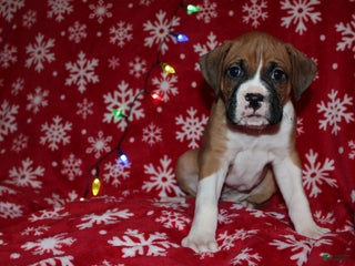 Boxer dogs Neo - Ad 32