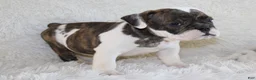 English Bulldog dogs for sale: Harry - Ad 6