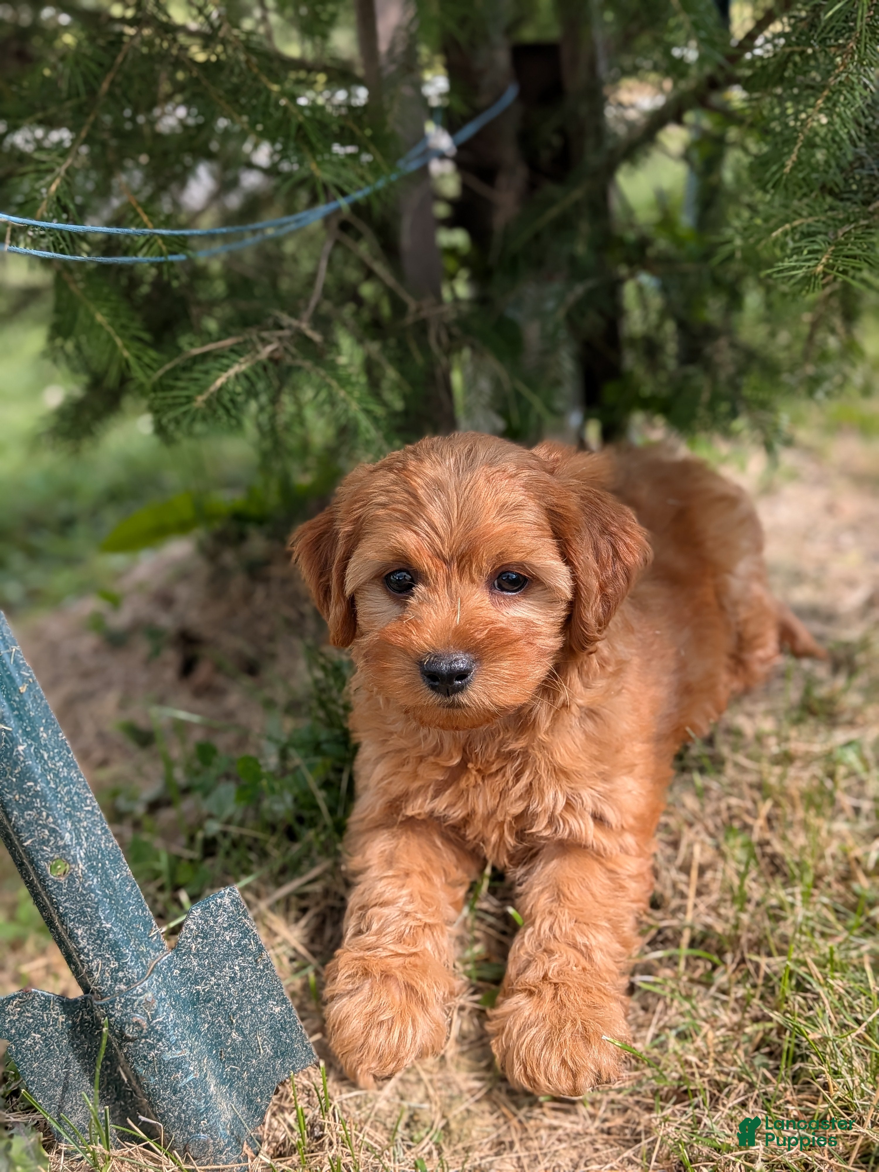 Mini Goldendoodle dogs Chloe  - Ad 1