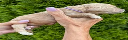 Goldendoodle dogs for sale: Purple - Ad 2