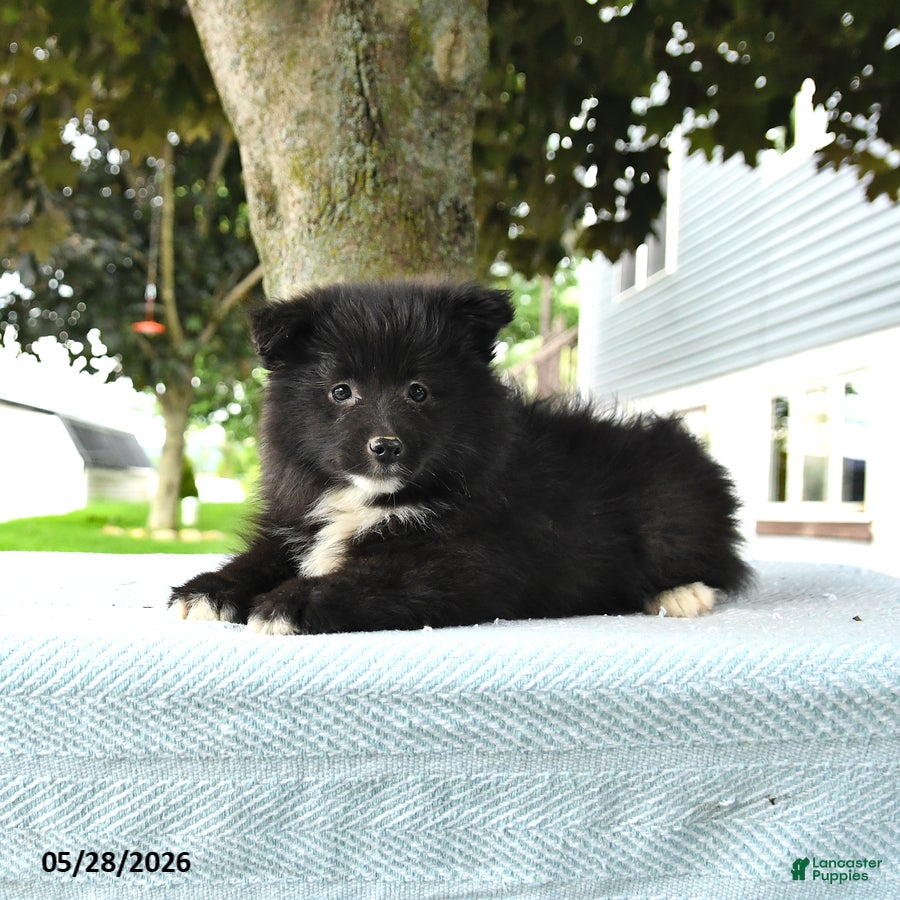 Pomsky dogs Gail - Ad 2