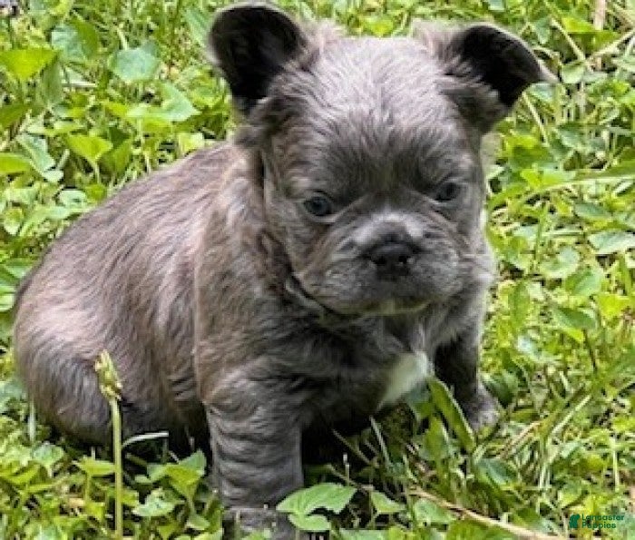 French Bulldog dogs Chloe - Ad 2