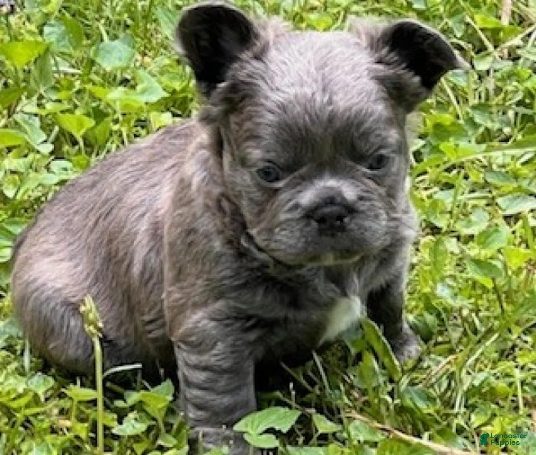 French Bulldog dogs for sale: Chloe - Ad 2