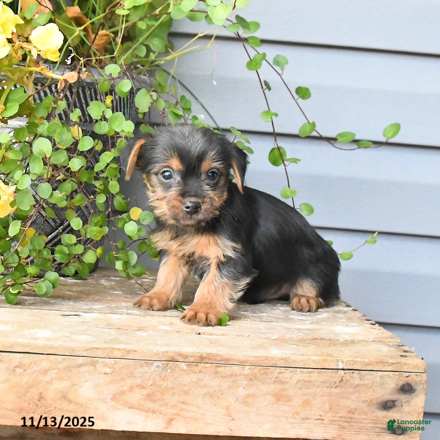 Yorkshire Terrier dogs Hershey - Ad 20