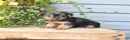 Yorkshire Terrier dogs for sale: Hershey - Ad 1