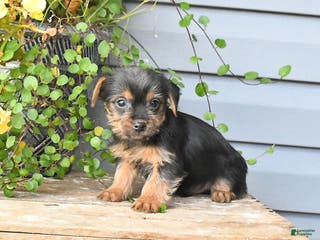 Yorkshire Terrier dogs Hershey - Ad 42