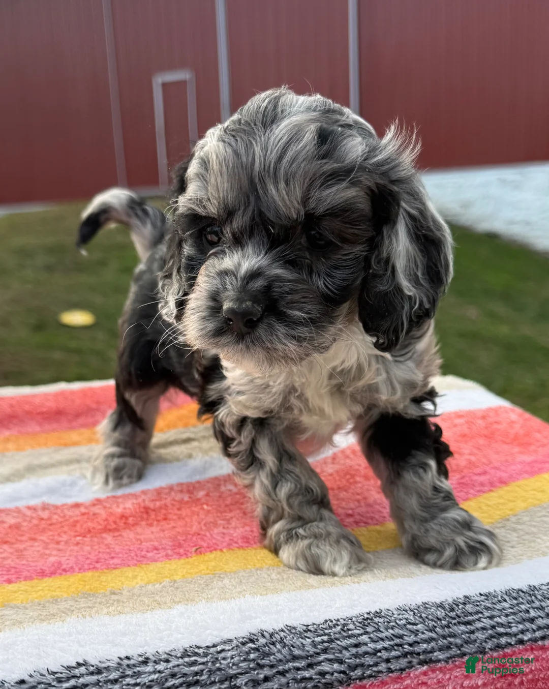 Cockapoo dogs for sale: Cockapoo Puppy 3 - Ad 1
