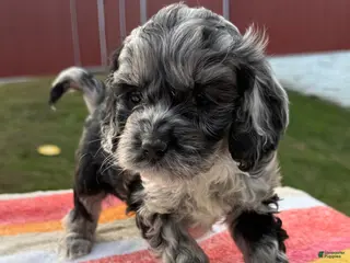 Cockapoo dogs Cockapoo Puppy 3 - Ad 38