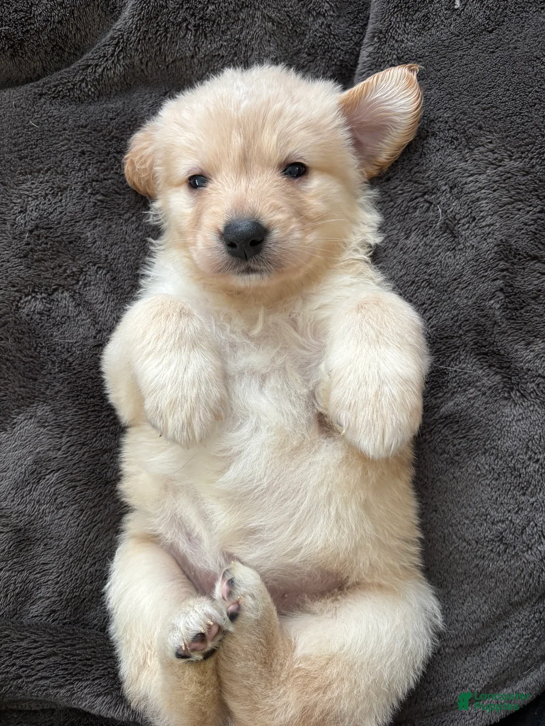 Mixed Breed dogs for sale: Bright pink collar - Ad 1