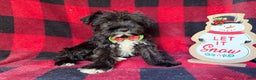 Miniature Schnauzer dogs for sale: Rudolf  - Ad 1