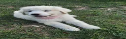Great Pyrenees dogs for sale: Rosalee - Ad 8