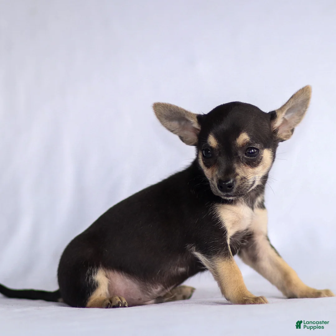 Chihuahua dogs for sale: Phoenix - Ad 24