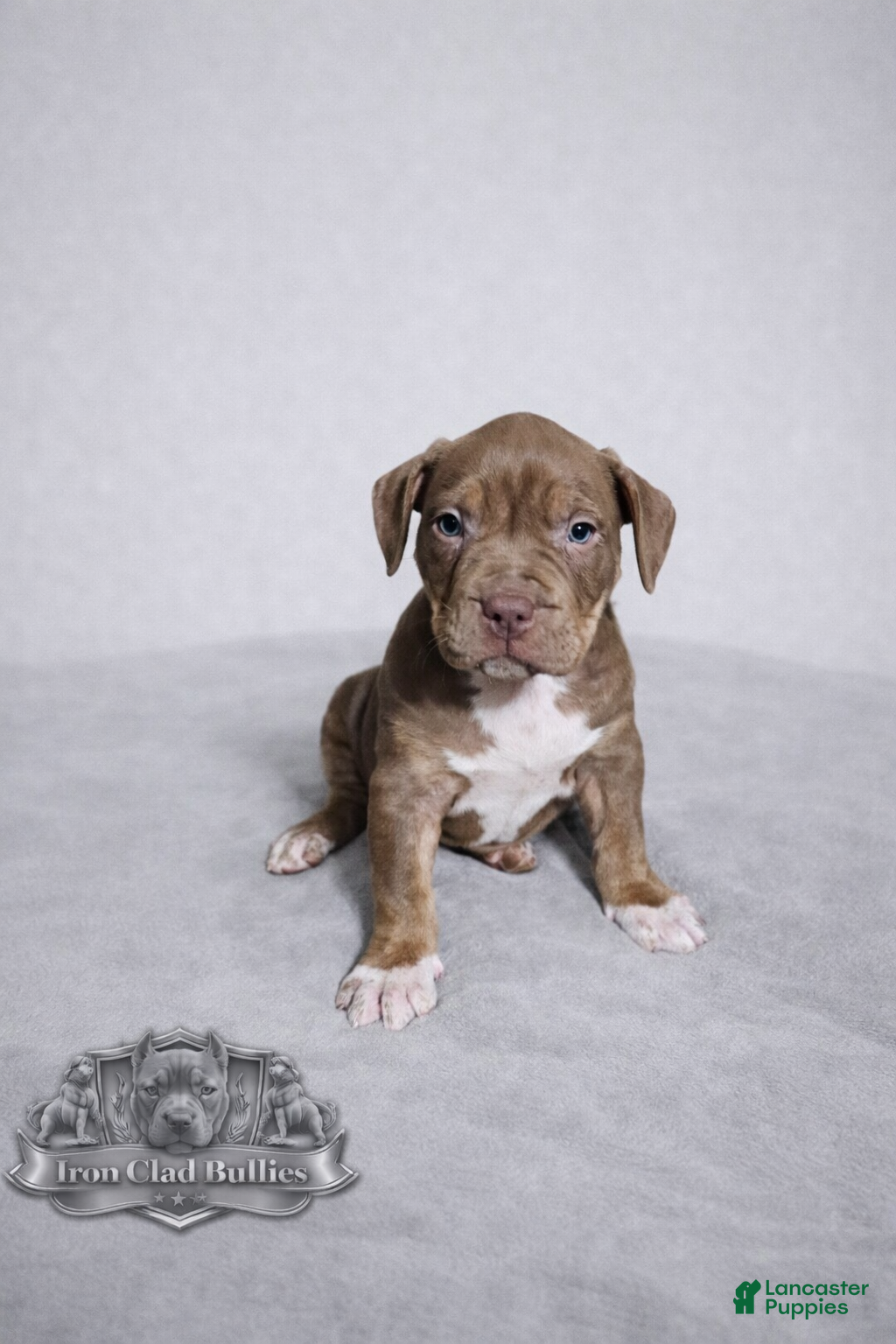 American Bully dogs Chocolate Tri Male - Ad 2