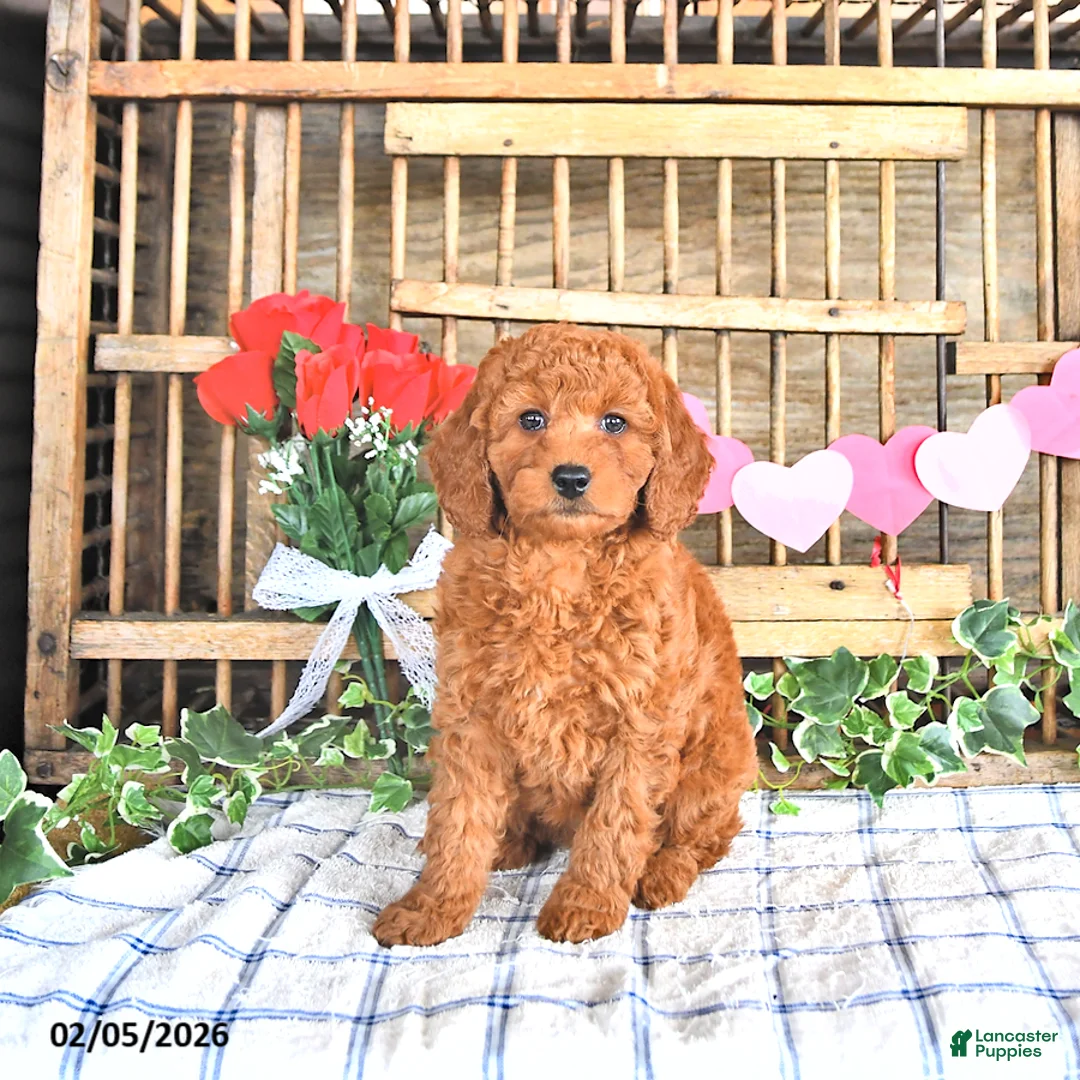 Mini Goldendoodle dogs for sale: Sofia - Ad 3