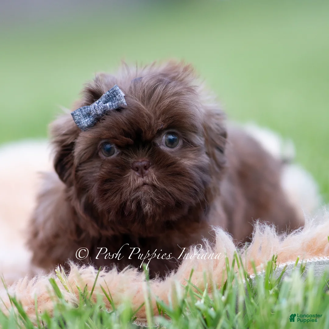 Shih Tzu dogs for sale: Mc Spunkie - Ad 3
