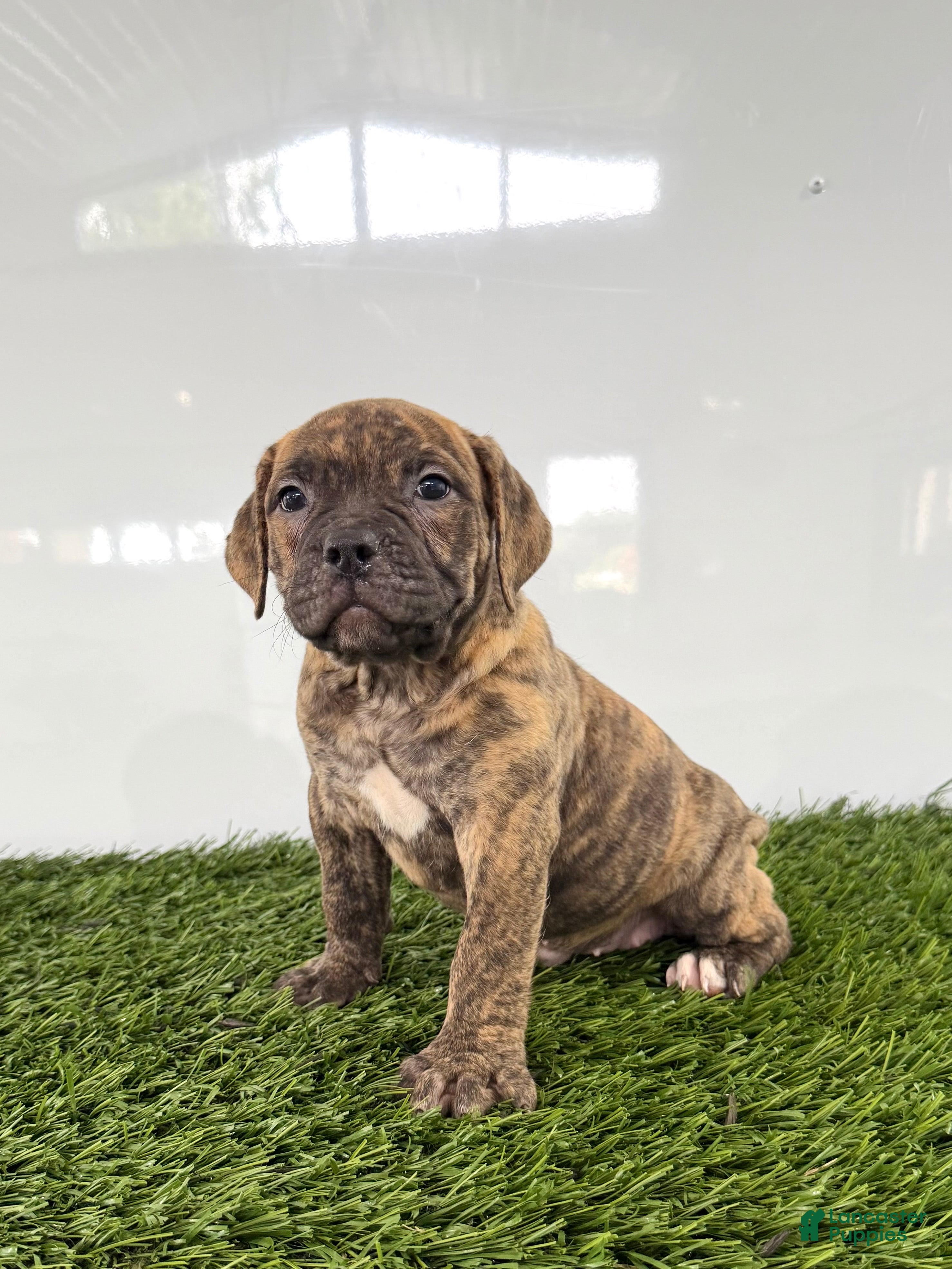 Olde English Bulldogge dogs for sale: Lucy - Ad 1
