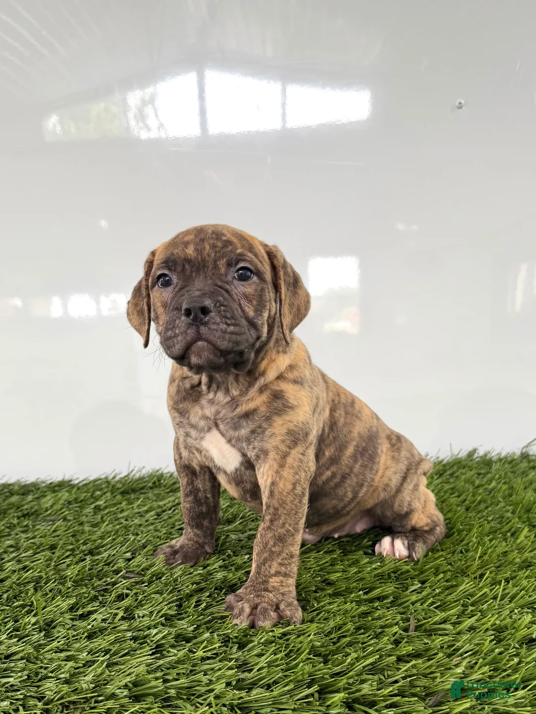 Olde English Bulldogge dogs for sale: Lucy - Ad 1