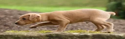 Miniature Pinscher dogs for sale: ARCHIE - Ad 9
