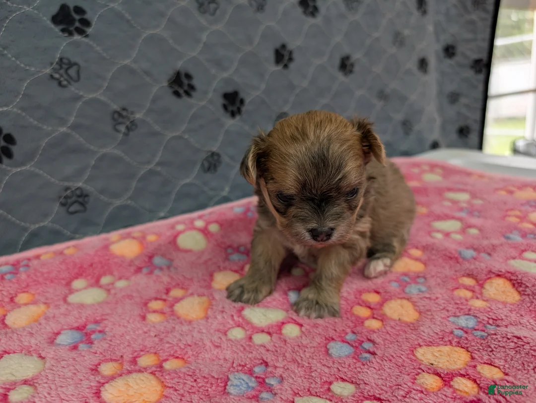 Chihuahua dogs for sale: Brielle - Ad 1