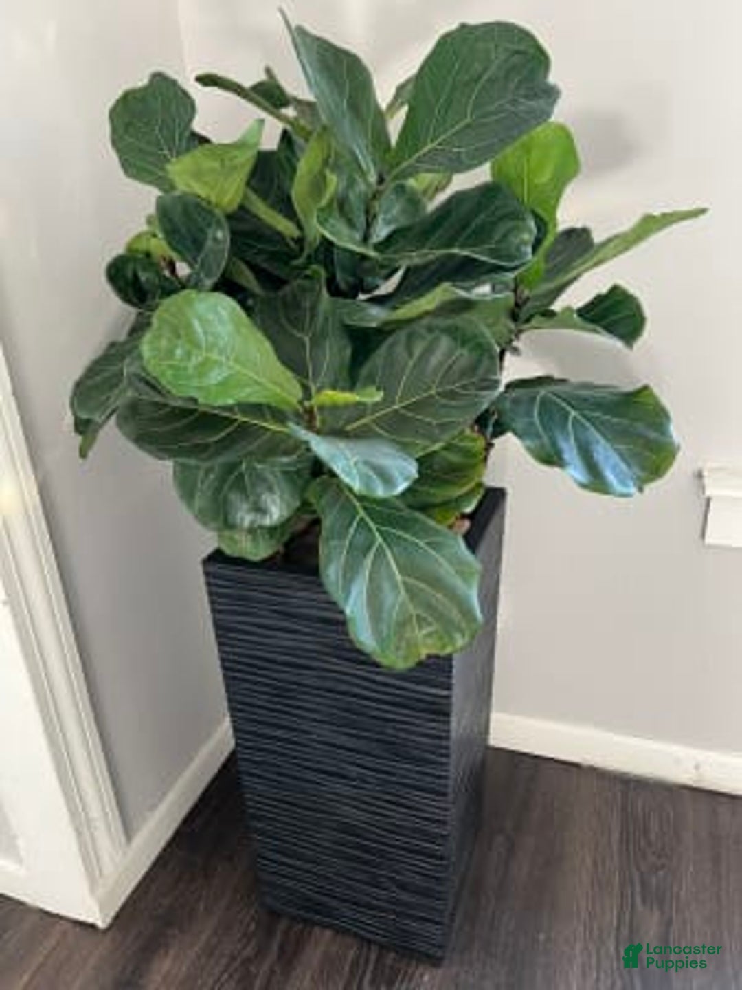 Gallery Image {{count}}