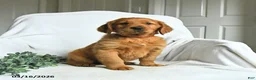 Mixed Breed dogs for sale: Wade - Ad 2