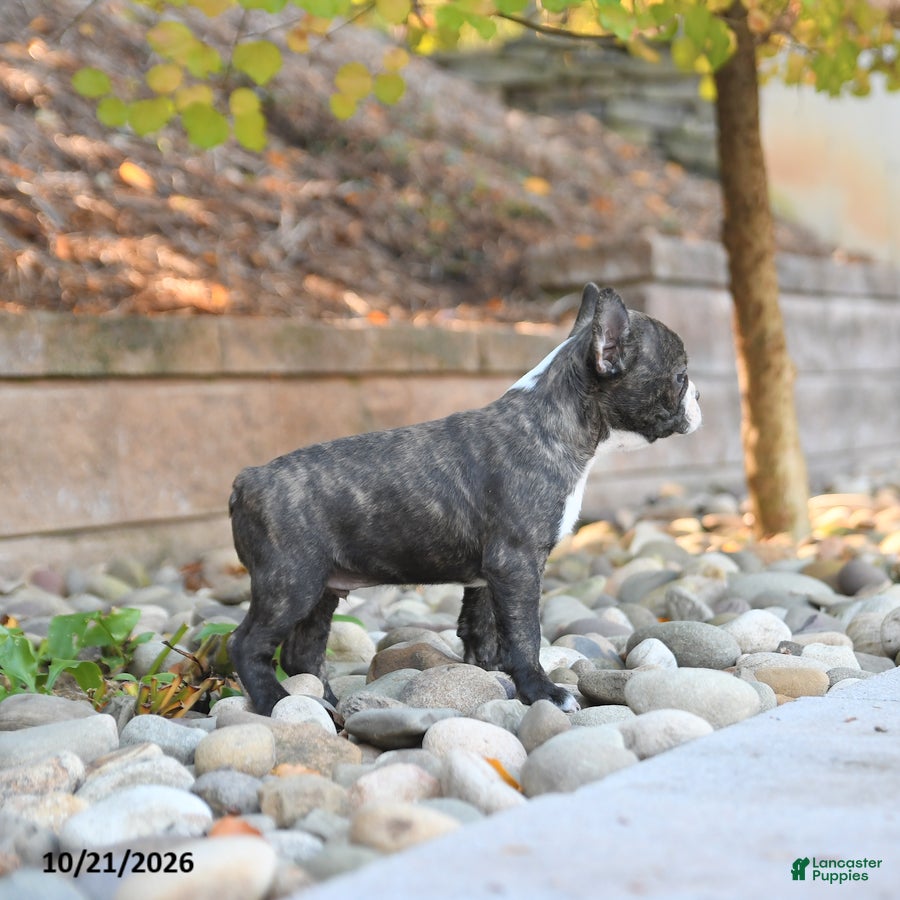 Frenchton dogs Joey - Ad 2